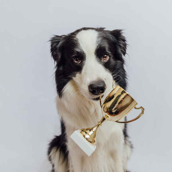 Best products for dogs Holipets Shop