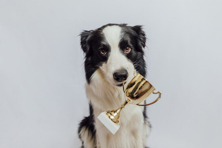 Best products for dogs Holipets Shop