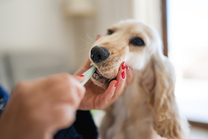 dog dental hygiene brushing teeth